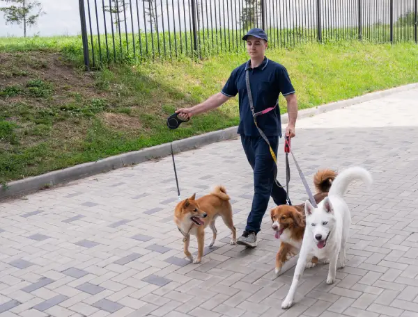A man walks three different dogs