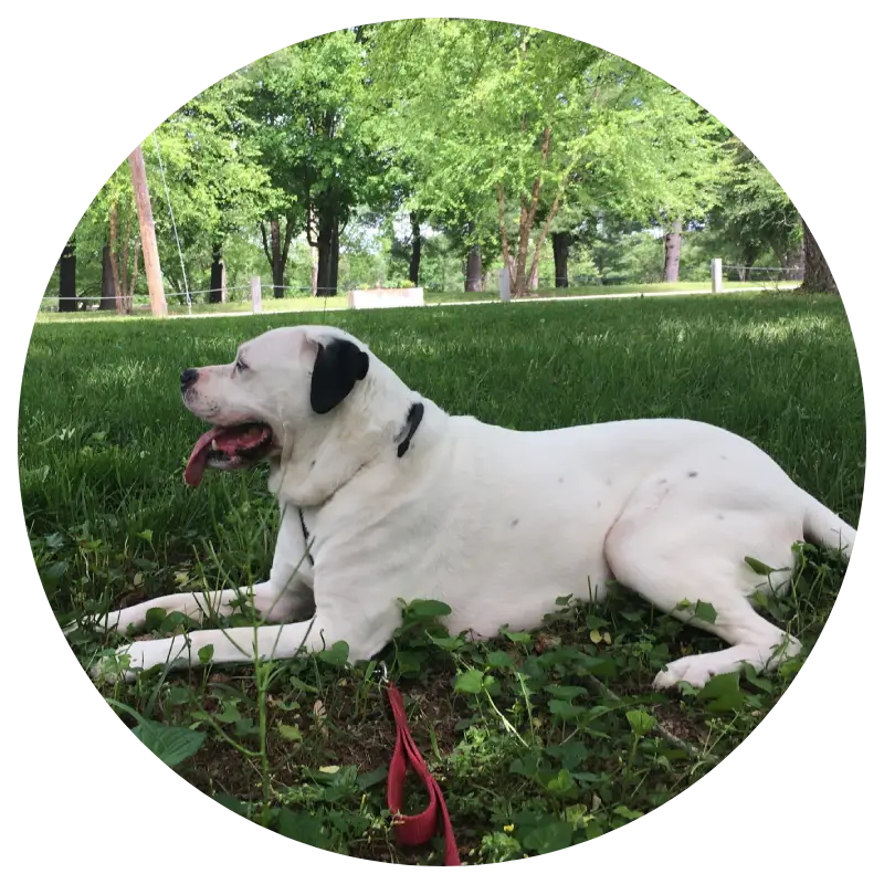 A relaxed white dog with black markings lies on green grass, surrounded by trees, enjoying a sunny day in the park.